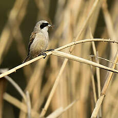 Rémiz penduline