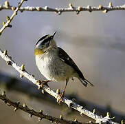 Common Firecrest