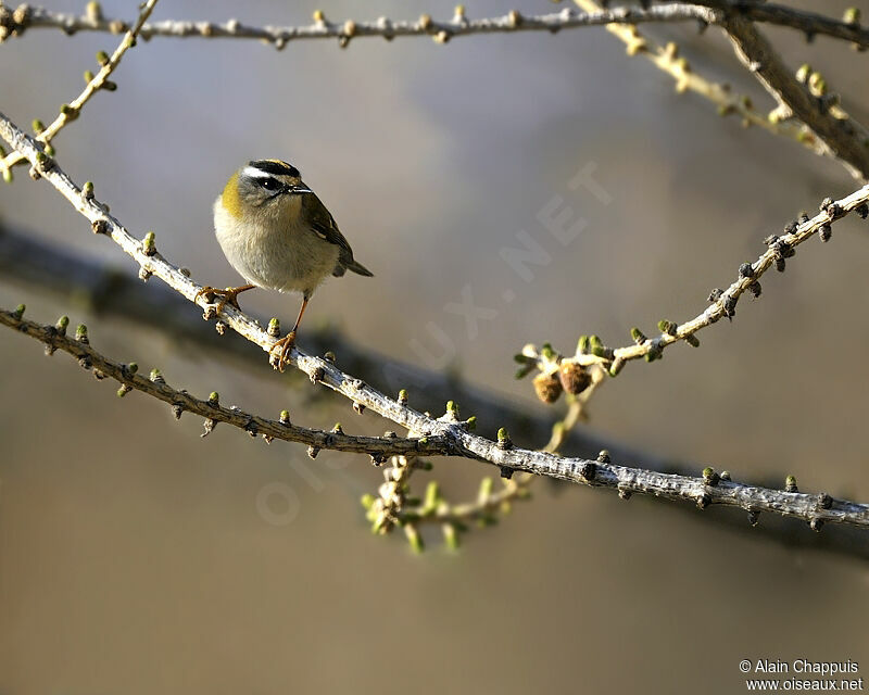 Common Firecrestadult, identification, Behaviour