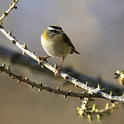 Common Firecrest