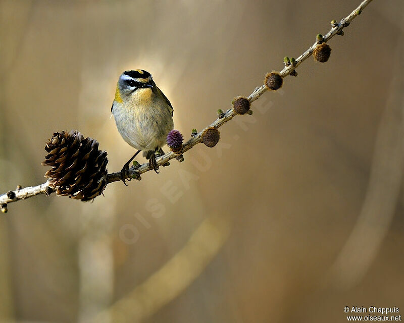 Common Firecrestadult, identification, Behaviour