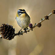 Common Firecrest