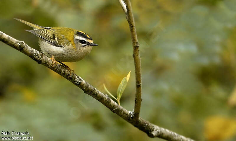 Common Firecrest female adult, identification, Behaviour