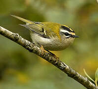 Common Firecrest