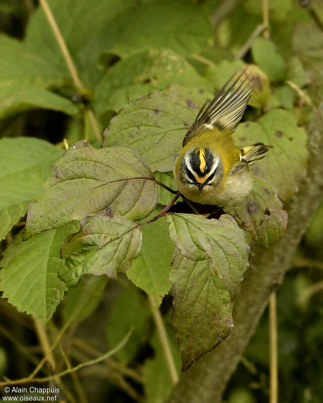 Common Firecrestadult, identification, Behaviour