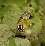 Common Firecrest