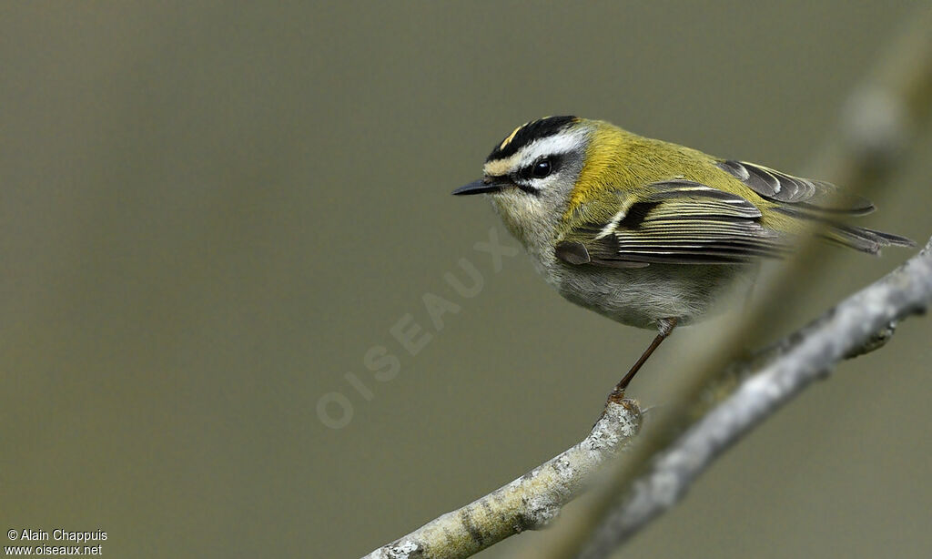 Common Firecrestadult, identification, close-up portrait