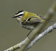 Common Firecrest