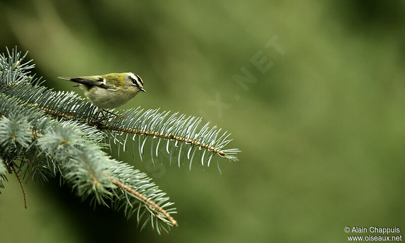 Common Firecrestadult, identification, Behaviour