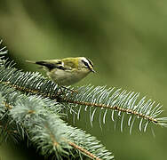 Common Firecrest