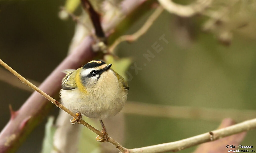 Common Firecrestadult, identification, Behaviour