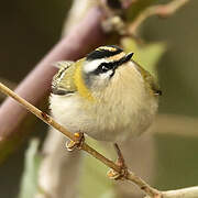 Common Firecrest