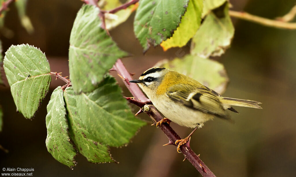 Common Firecrestadult, identification, Behaviour