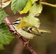 Common Firecrest