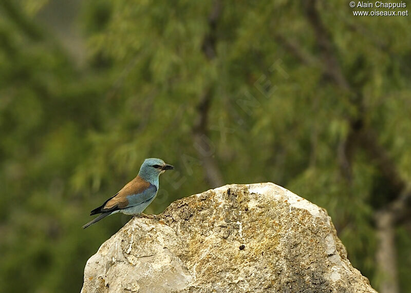 Rollier d'Europeadulte, identification