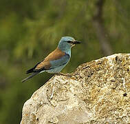 European Roller