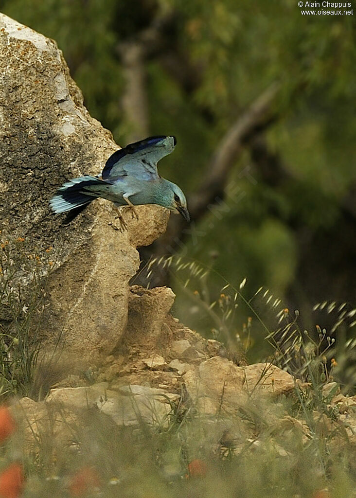 European Rolleradult, Flight