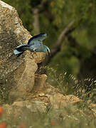 European Roller