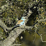 European Roller