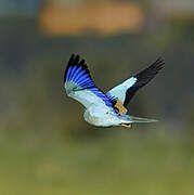 European Roller