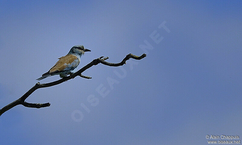 European Rolleradult, identification, Behaviour