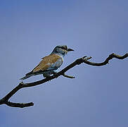 European Roller