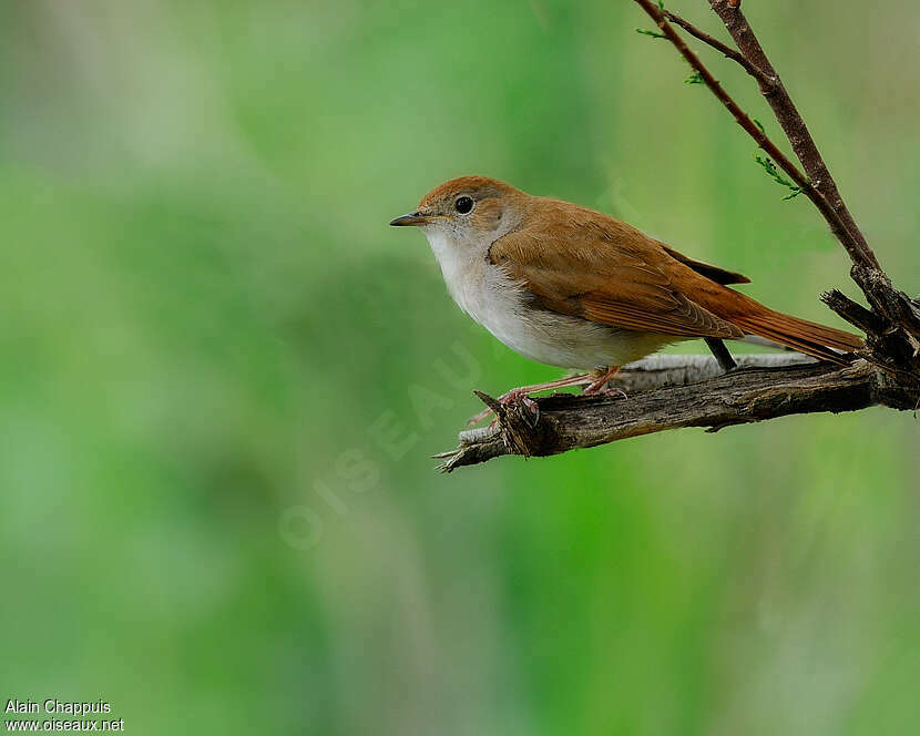 Common Nightingale male adult breeding, identification