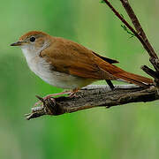 Common Nightingale