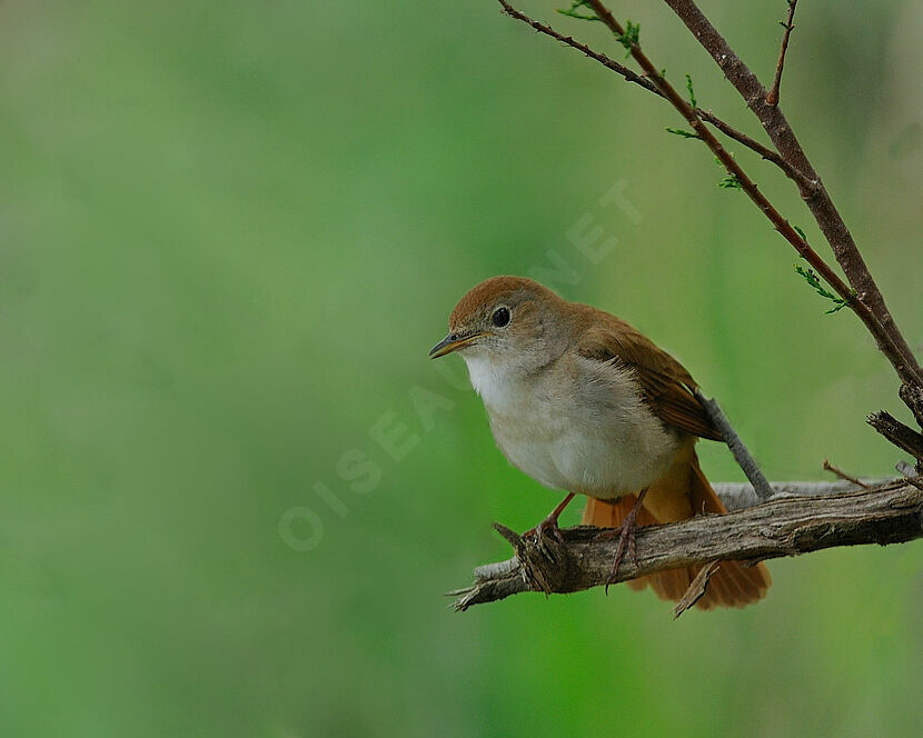 Common Nightingale male adult breeding, identification, Behaviour