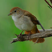 Common Nightingale