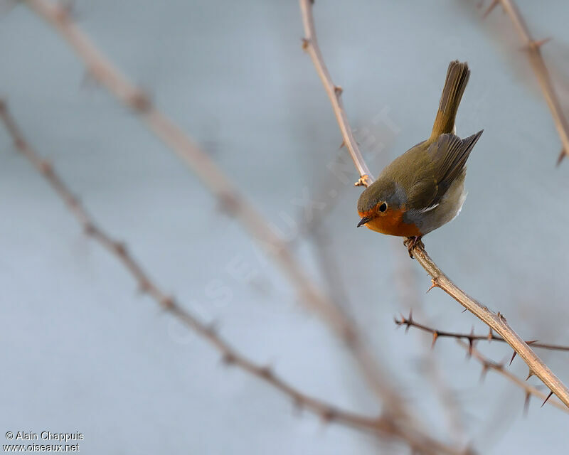 European Robinadult, identification, Behaviour