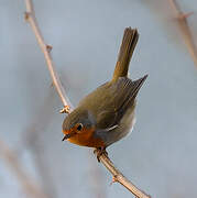 European Robin