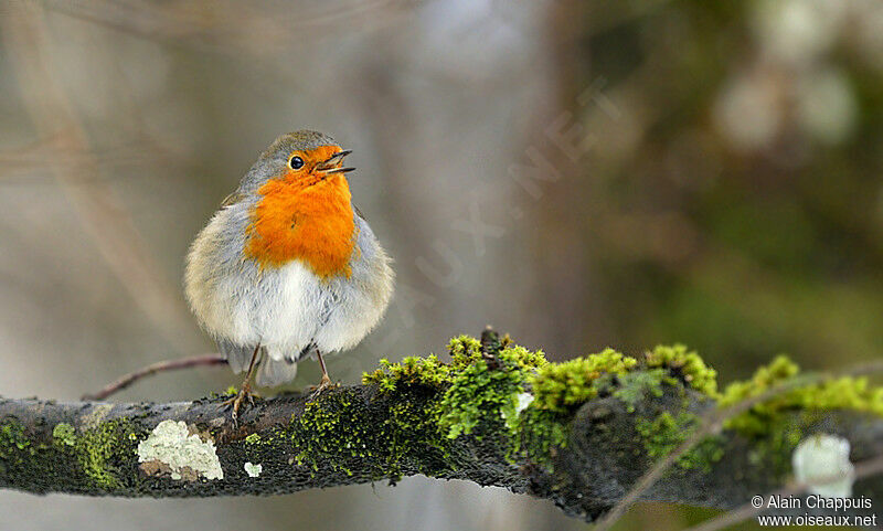 Rougegorge familieradulte, identification, chant, Comportement