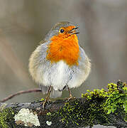 European Robin