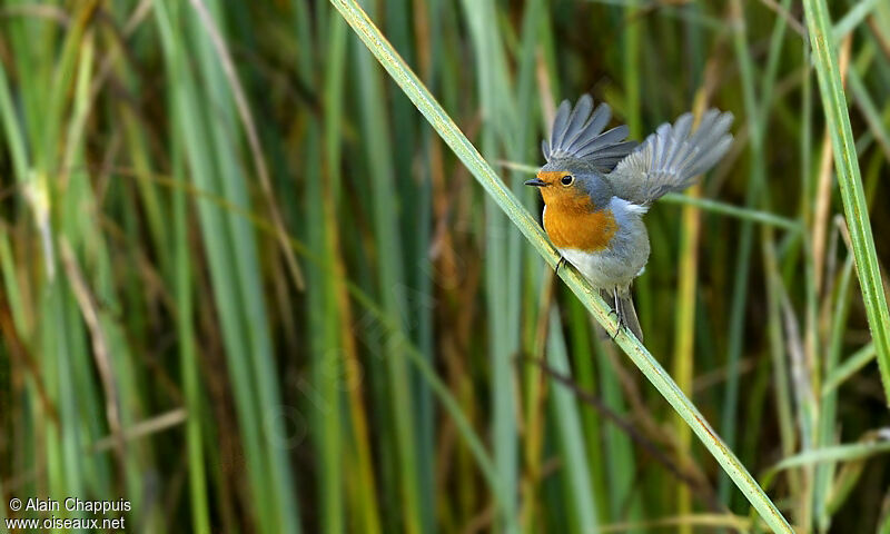 European Robinadult, identification, Flight, Behaviour