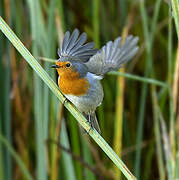 European Robin