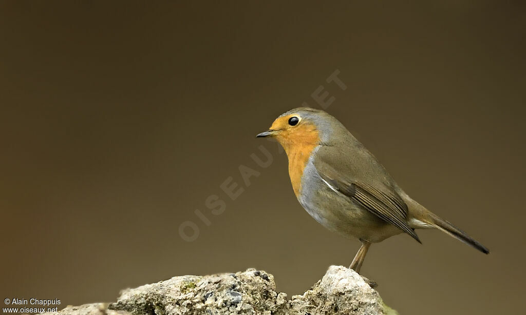 European Robinadult, identification, close-up portrait, fishing/hunting