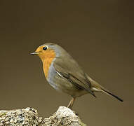 European Robin