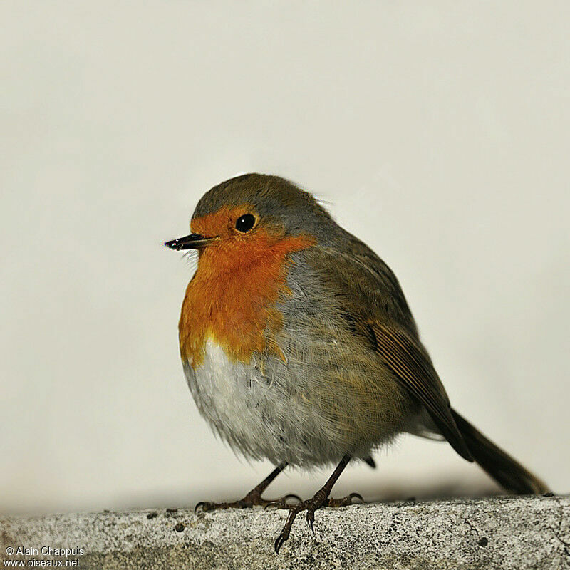 Rougegorge familieradulte, identification, Comportement