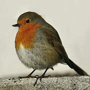 European Robin