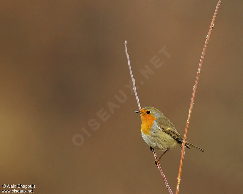 Rougegorge familieradulte, identification, Comportement