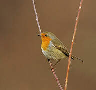 European Robin