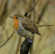 European Robin