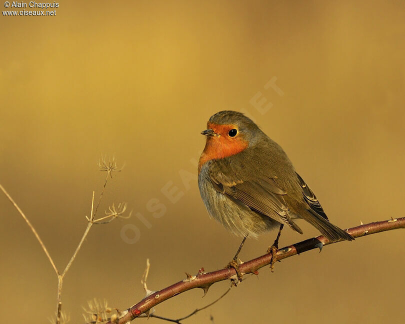 European Robinadult, identification, Behaviour