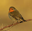 Rougegorge familier