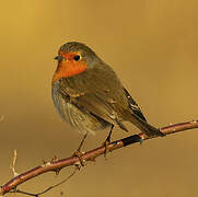 Rougegorge familier