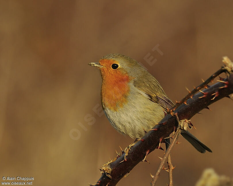 European Robinadult, identification, Behaviour