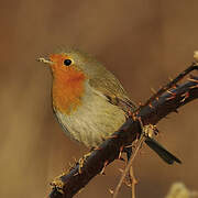 European Robin