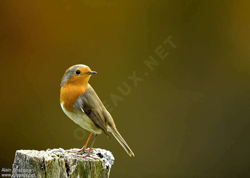 European Robin male adult, identification