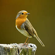 European Robin